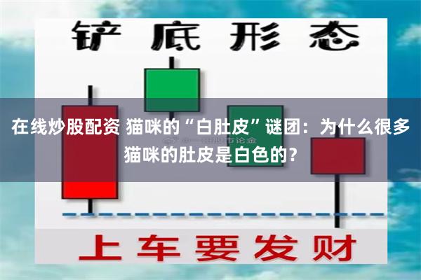 在线炒股配资 猫咪的“白肚皮”谜团：为什么很多猫咪的肚皮是白色的？